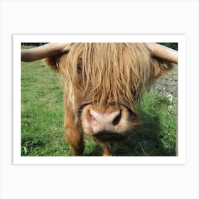 Highland Cow Field Scotland  Art Print
