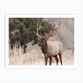 Western Elk Scenery Art Print