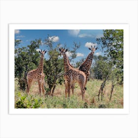 Baby Giraffes In The Wild Art Print