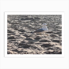 Seagull On The Beach Art Print