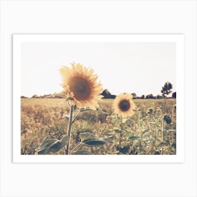 Summer Sunflower Field Art Print