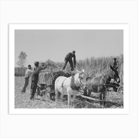 Loading Sugarcane, Louisiana By Russell Lee Art Print