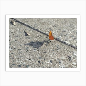 Little ant is a pretty butterfly Art Print