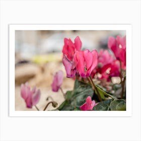 Pink Cyclamen Flowers 1 Art Print