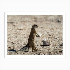 Cape Ground Squirrel At Etosha National Park Namibia Poster