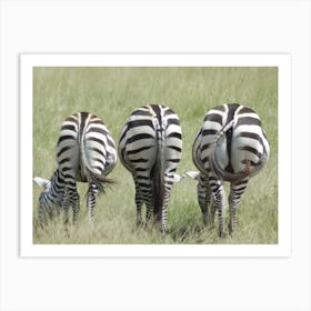 Zebras Grazing Art Print