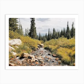 Montana Forest Creek Art Print