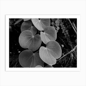 Black And White Leaves Art Print