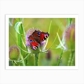 Peacock Butterfly on a Teasel Art Print