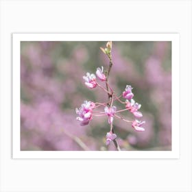 Redbud Flowers Closeup Art Print