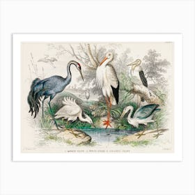 Common Crane, White Stork, Gigantic Crane, Common Heron, And Little Egret, Oliver Goldsmith Art Print