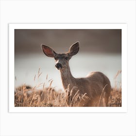 Rustic Deer In Sun Art Print