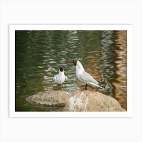 Two Seagulls Art Print