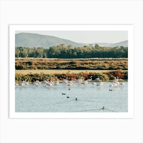 Flamingos In Ria Formosa National Park In Algarve In Portugal Art Print