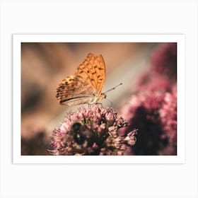 Butterfly On Flower Art Print