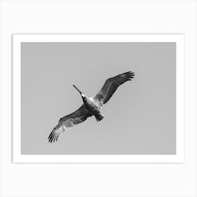 Pelican On Patrol Art Print