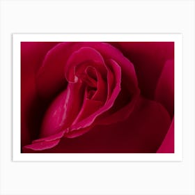 Close Up Of A Pink Rose Art Print