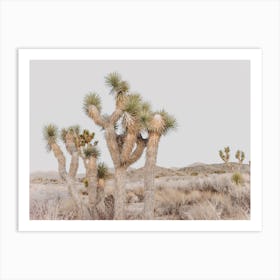 Joshua Tree Sunset Art Print