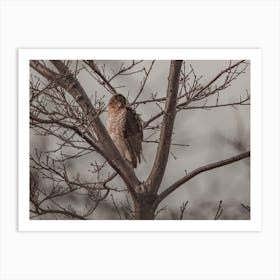 Coopers Hawk On Branch Art Print