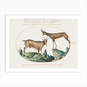 Two Wild Goats (1575–1580), Joris Hoefnagel Poster