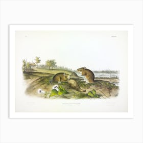 Cotton Rat, John James Audubon Art Print