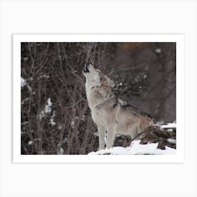 Howling Wolf View Art Print