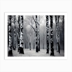 Birch Trees 51 Art Print