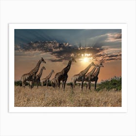 Giraffes At Sunset Art Print