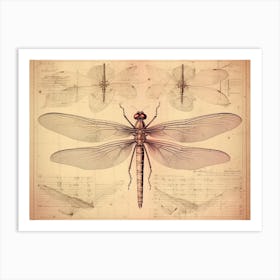 Educational Dragonfly Anatomy Art Print