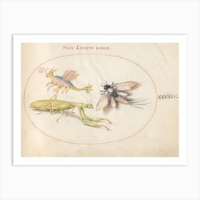 Mantis And Mayfly With An Imaginary Insect, Joris Hoefnagel Art Print