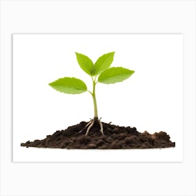 Single Green Plant With Roots Emerging From Soil On White Background Art Print