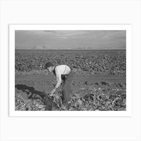 Untitled Photo, Possibly Related To Young Boy Beet Worker, Near Fisher, Minnesota By Russell Lee Art Print