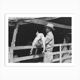 Untitled Photo, Possibly Related To Herding Goats Into Shearing Pen On The Ranch Of A Rehabilitation Borrower In Art Print