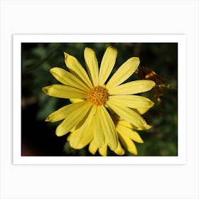 Yellow Daisy Art Print