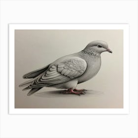 Pigeon 3 Art Print