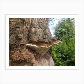 Fungus On A Tree Art Print