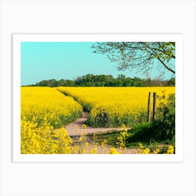 Canola Fields Under The Sun 04 Art Print