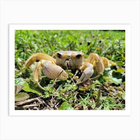 Crab In The Grass Art Print