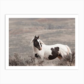 Sagebrush Wild Horse Art Print