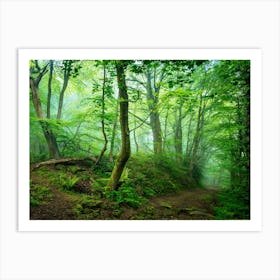 Misty Forest Art Print