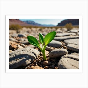 Plant In The Desert Art Print