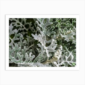 White Eucalyptus 20190813 10ppub Art Print