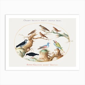 Cross Beak, Chough, Bee Eater, And Other Birds (1575–1580), Joris Hoefnagel Art Print