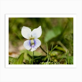 White Violet Closeup Art Print