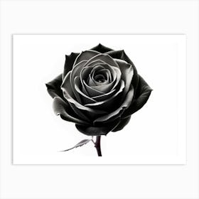 Black And White Rose Art Print