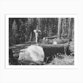 Long Bell Lumber Company, Cowlitz County, Washington, Timber Superintendent Inspecting Fallen Fir Tre Art Print