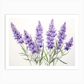 Lavender Flowers Drawing Art Print
