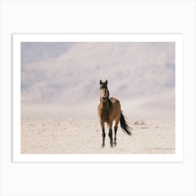 Horse On Horizon Art Print