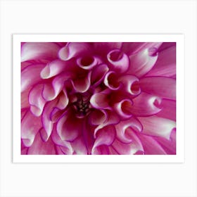 Dahlia Art Print