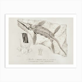 Chthyosaurus, Charles Dessalines D'Orbigny Art Print